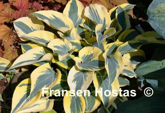 Hosta Ben Vernooij